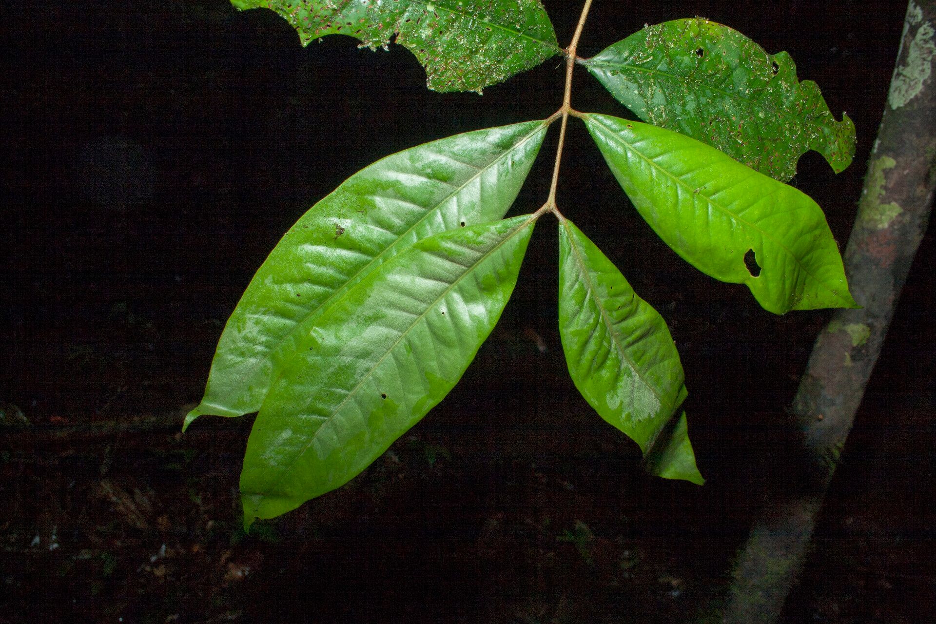 Eugenia argyrophylla — houseplant care guide