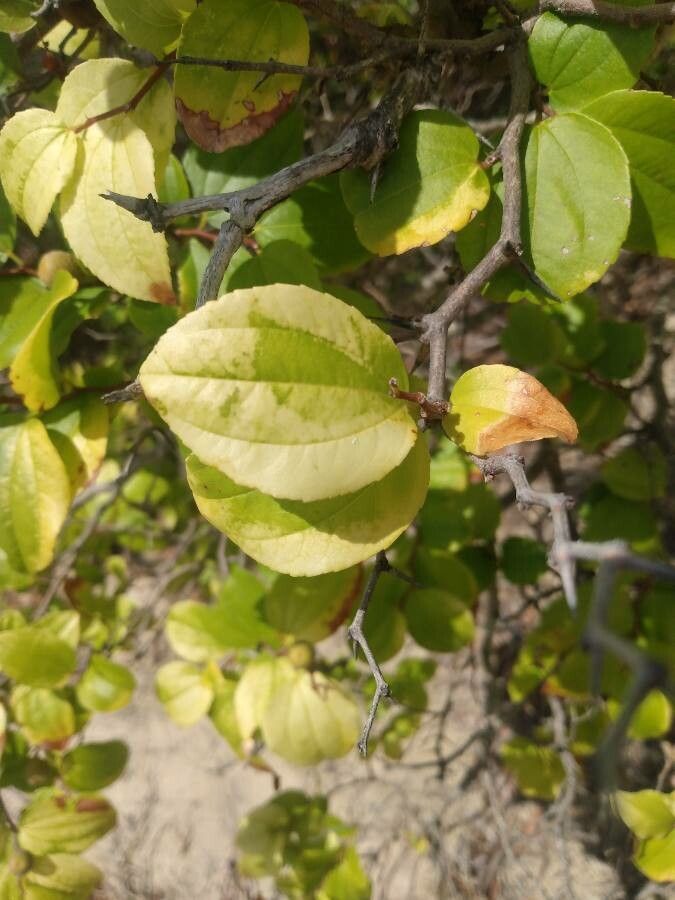 Ziziphus joazeiro — related species from the same genus