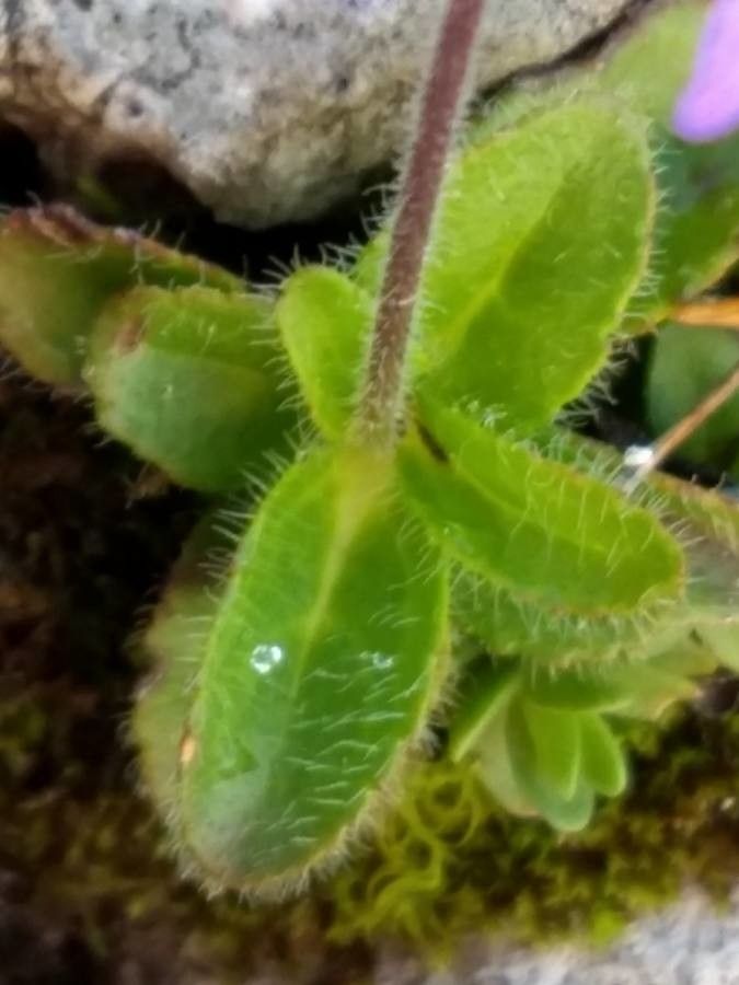 Veronica aphylla leaf