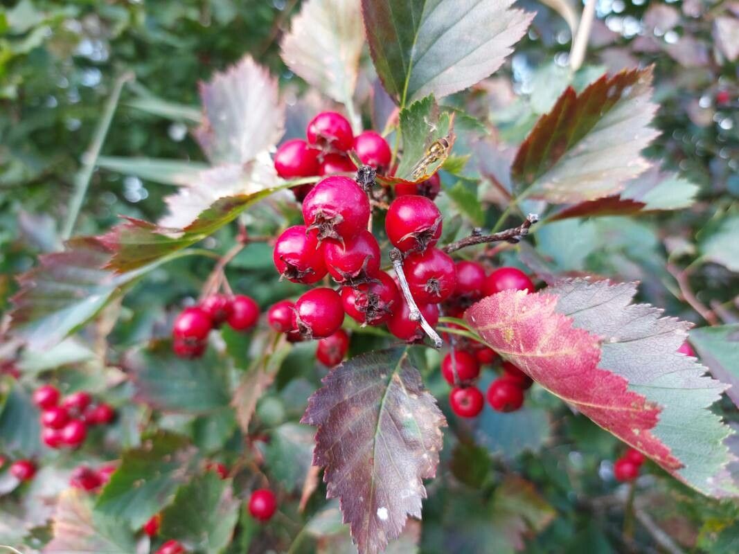 Crataegus sanguinea fruit