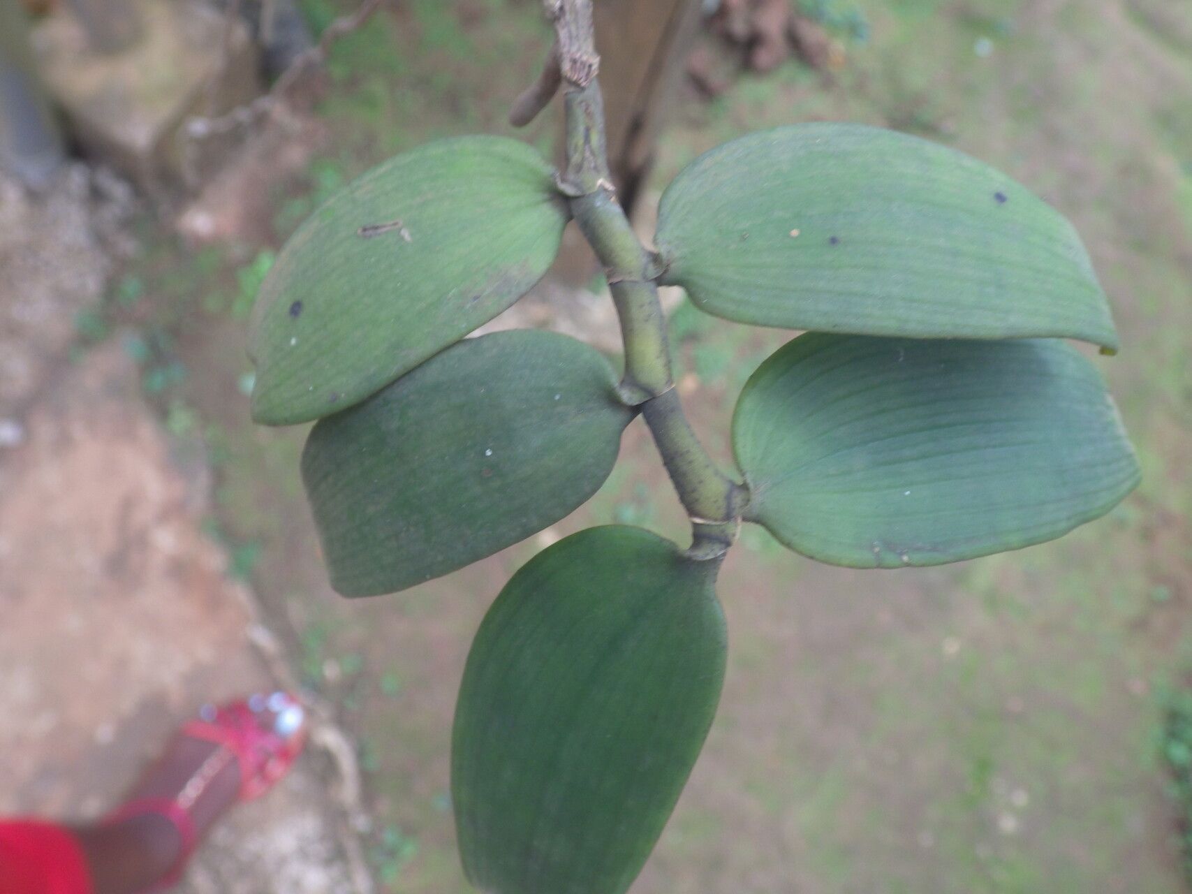 Diaphananthe bidens — houseplant care guide