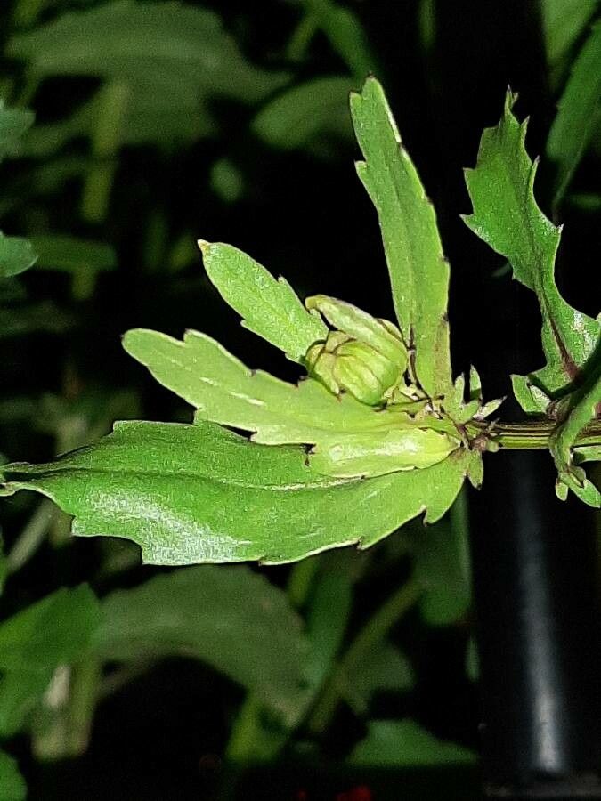 Glebionis segetum leaf