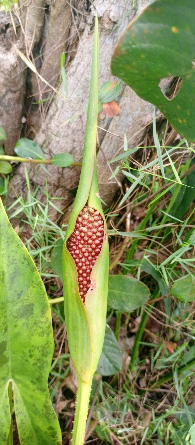 Lasimorpha senegalensis fruit