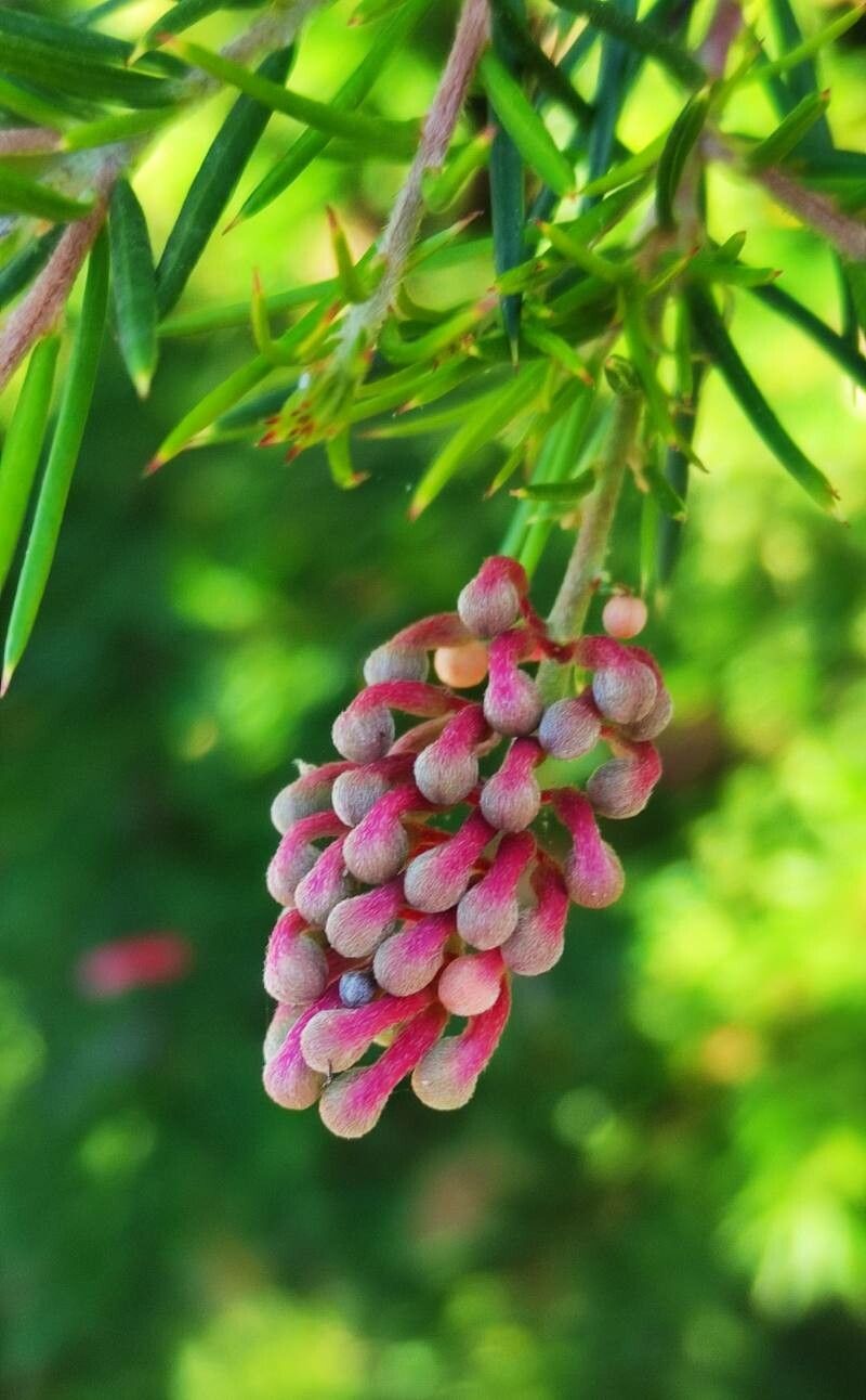 Grevillea rosmarinifolia fruit