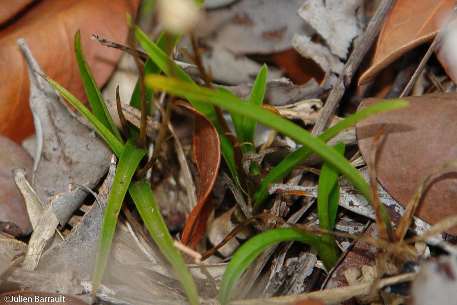 Liparis leratii bark