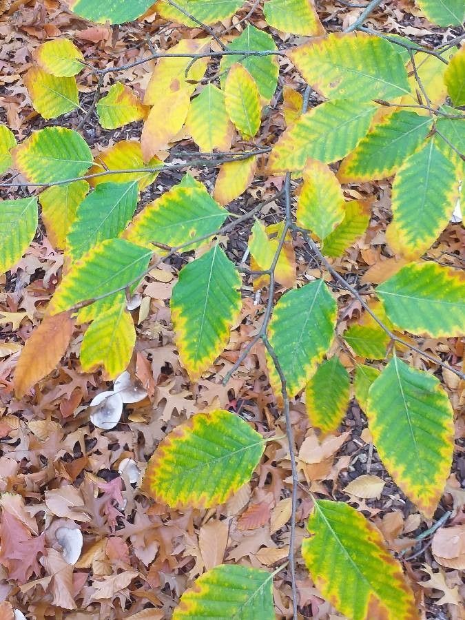 Fagus lucida leaf
