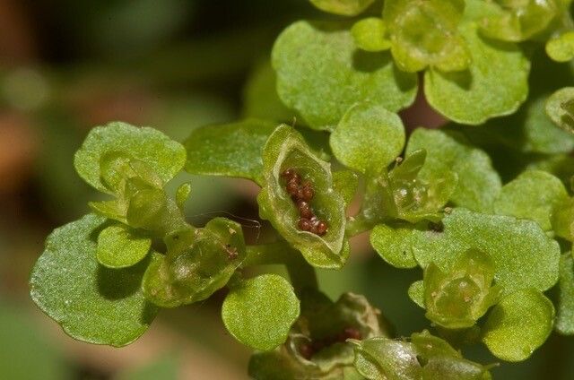 Chrysosplenium oppositifolium fruit