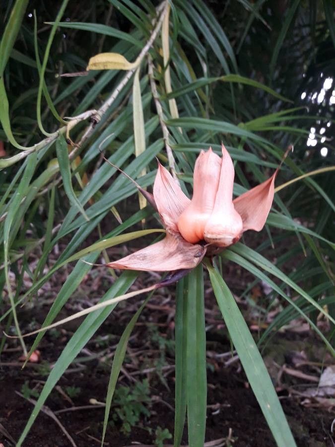 Freycinetia cumingiana flower