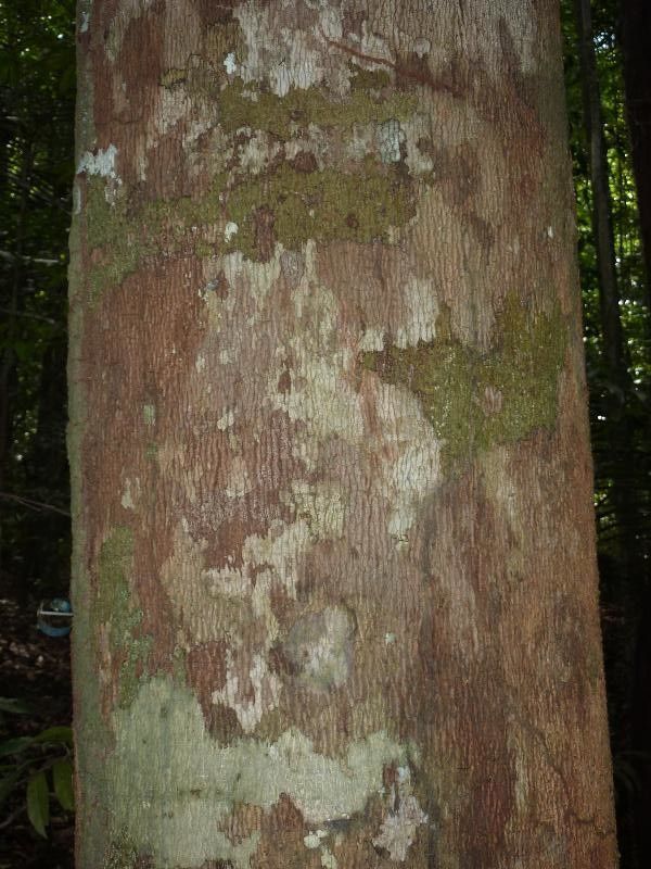 Ormosia melanocarpa — houseplant care guide