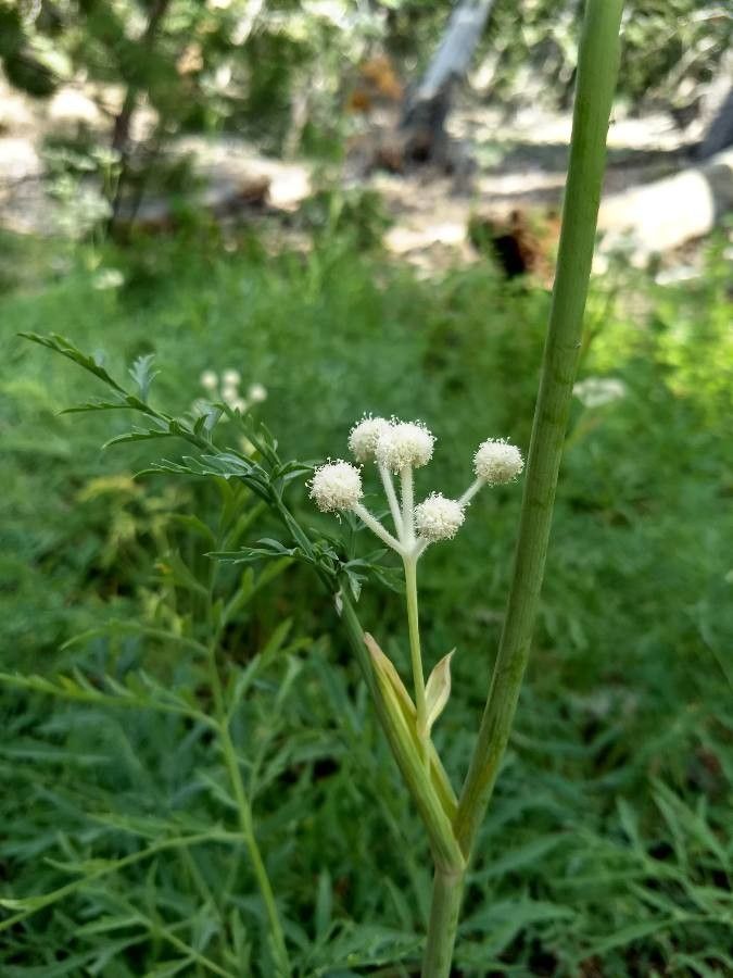 Angelica capitellata other