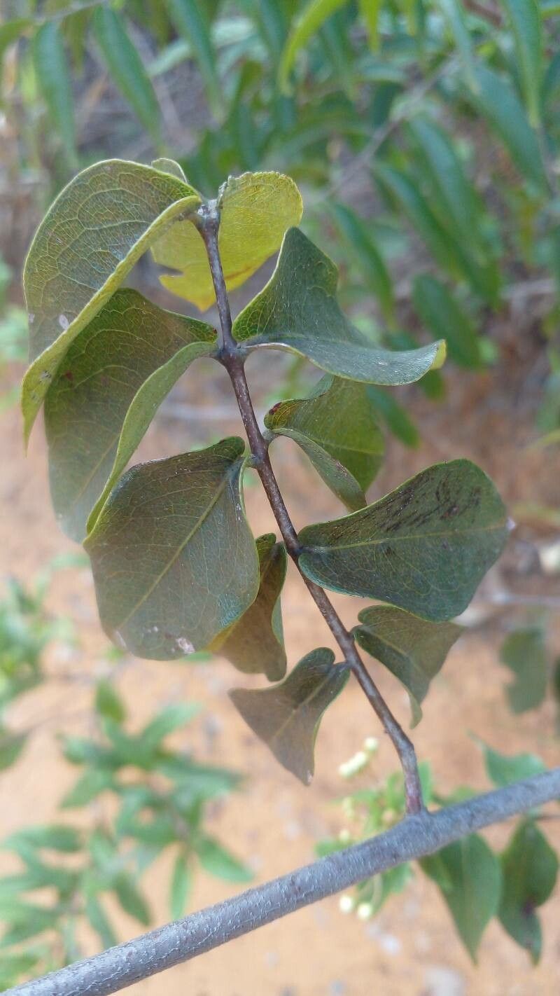 Banisteriopsis schizoptera — houseplant care guide