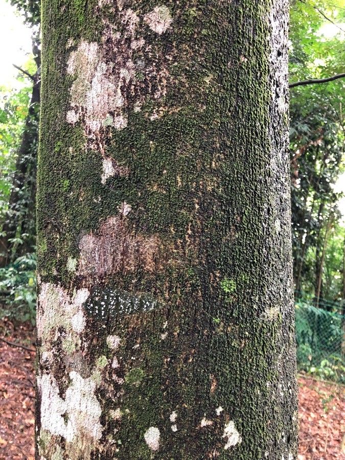 Aquilaria malaccensis bark