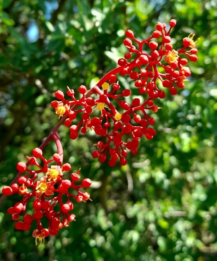 Cissus tweedieana flower