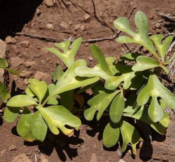 Passiflora juliana — houseplant care guide