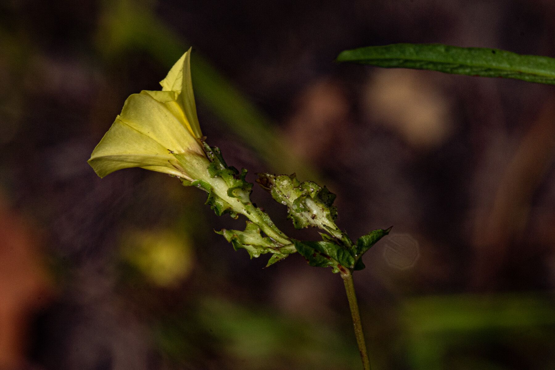Xenostegia alatipes flower