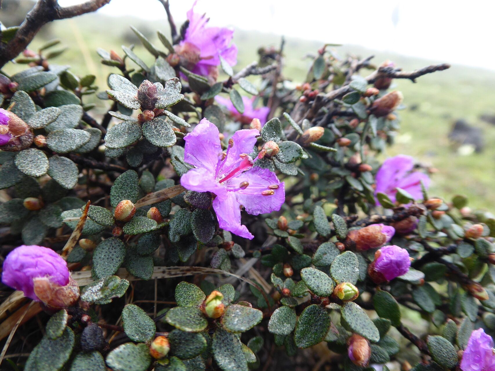 Rhododendron nivale flower