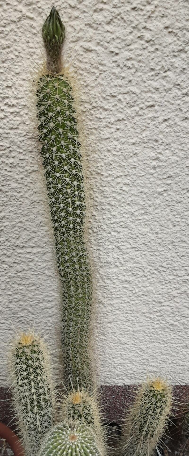 Soehrensia camarguensis habit