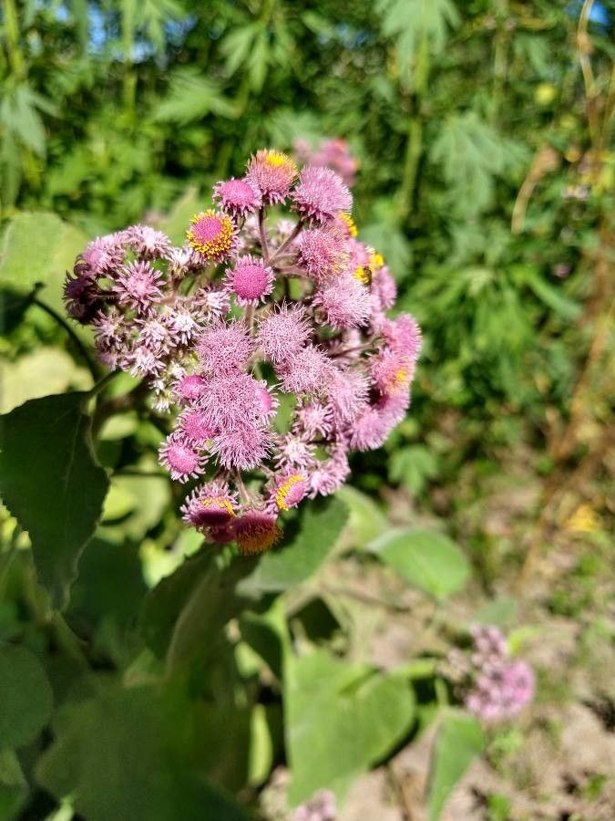 Eupatorium hecatanthum flower