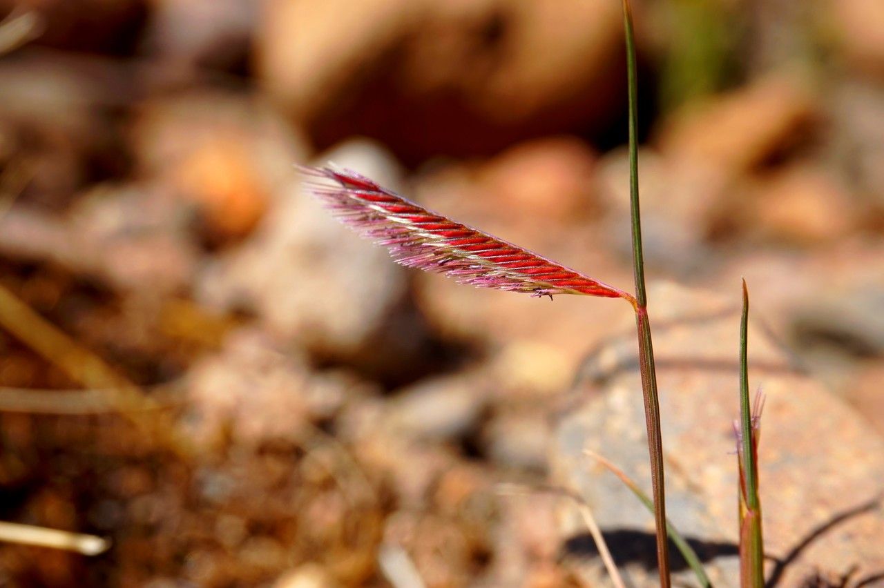 Chondrosum simplex flower
