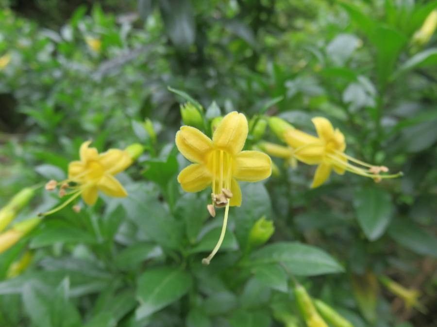 Vestia foetida flower