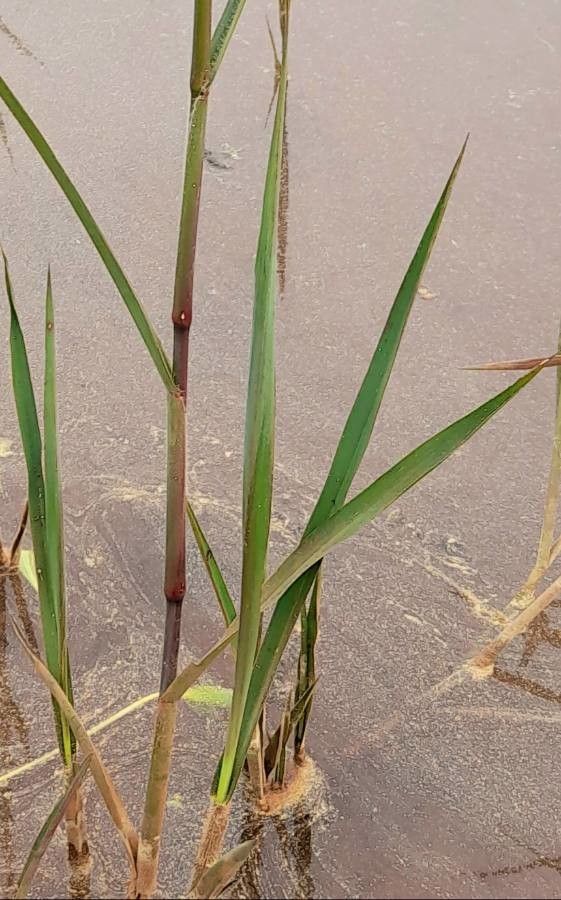 Leersia ligularis — search result for 'Leersia'