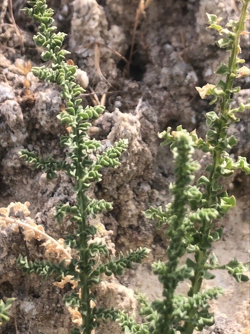 Dysphania multifida — search result for 'Dysphania'