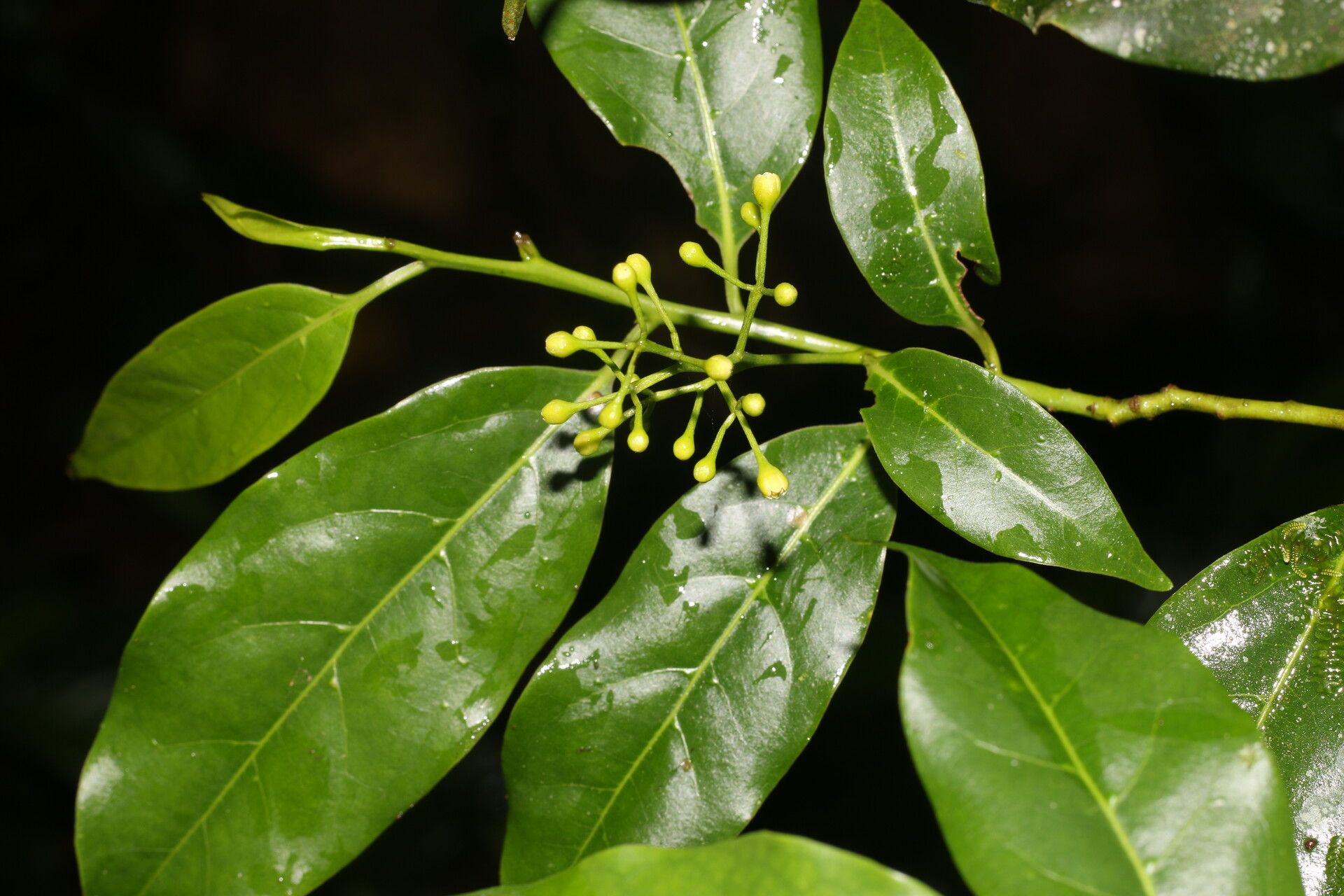 Ocotea viridiflora flower