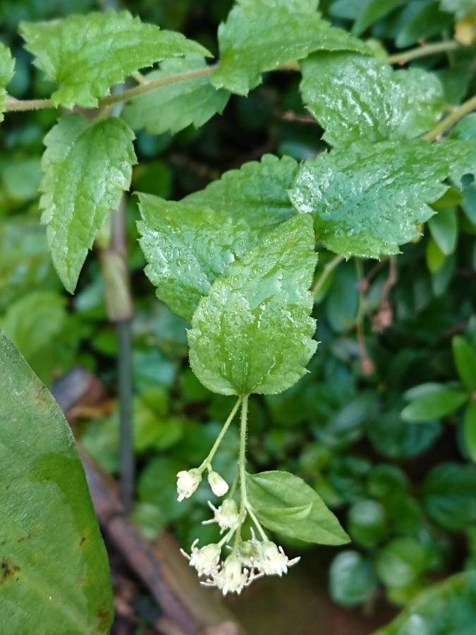 Baccharis anomala flower