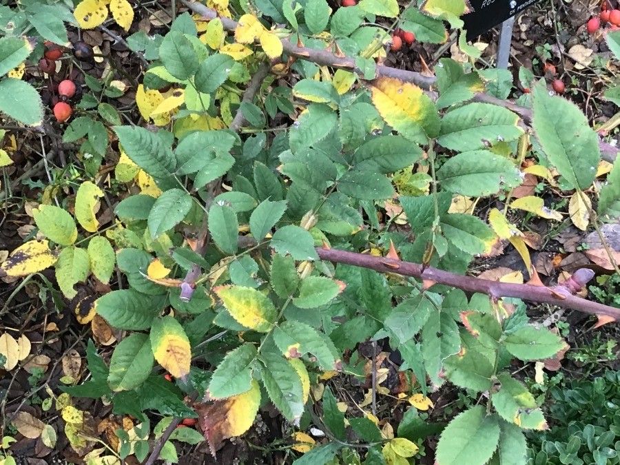 Rosa squarrosa leaf