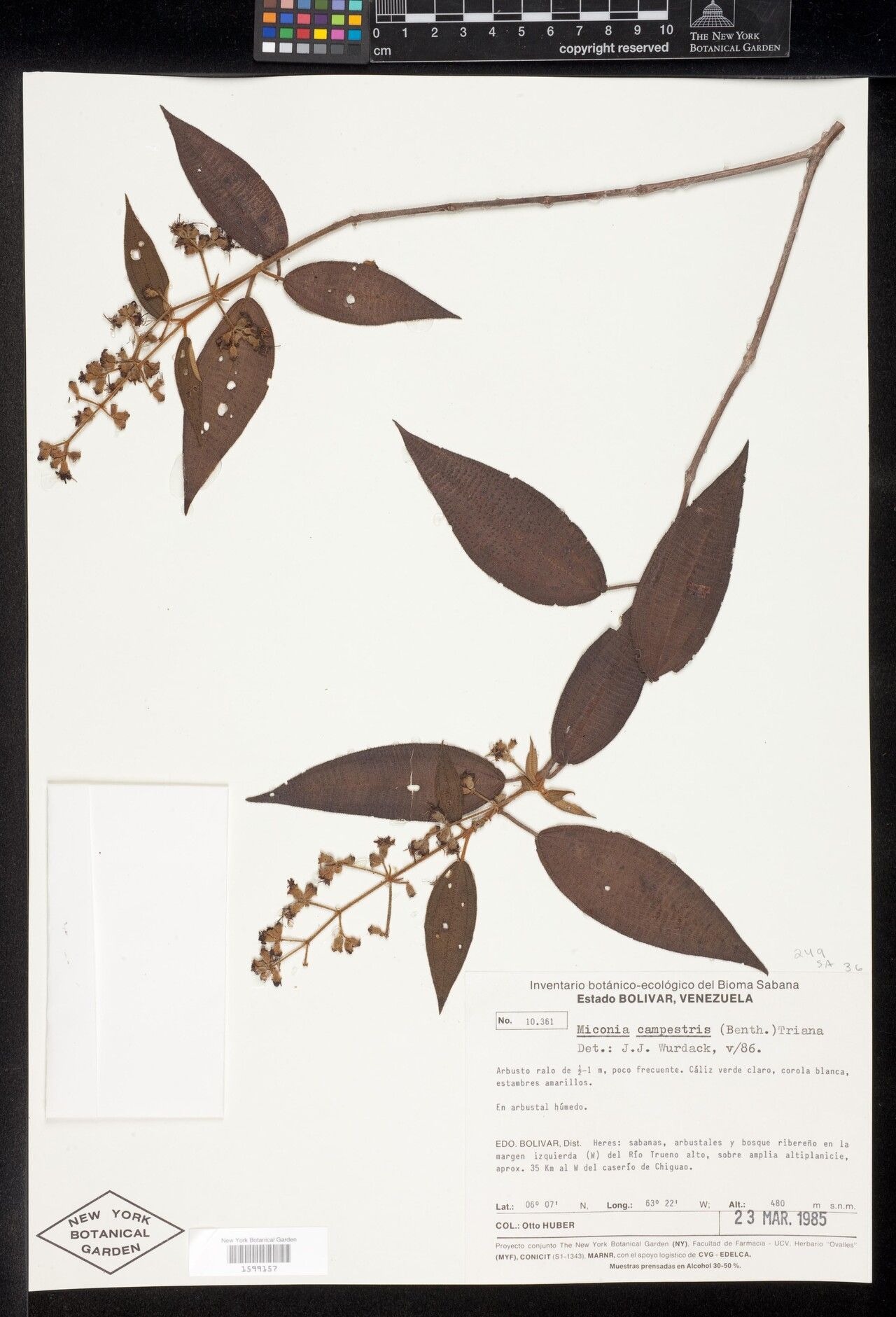 Miconia campestris leaf