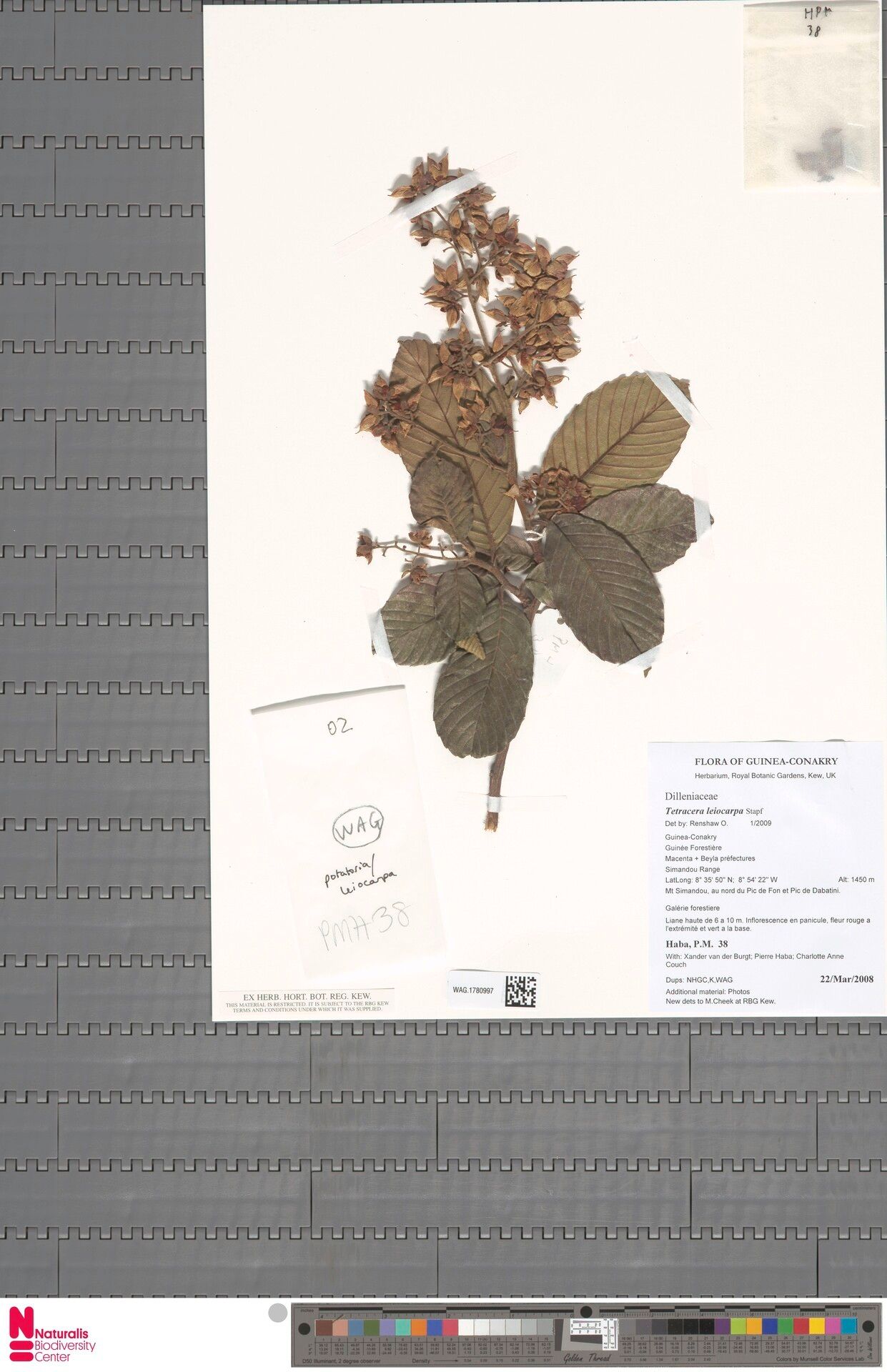 Tetracera leiocarpa — houseplant care guide