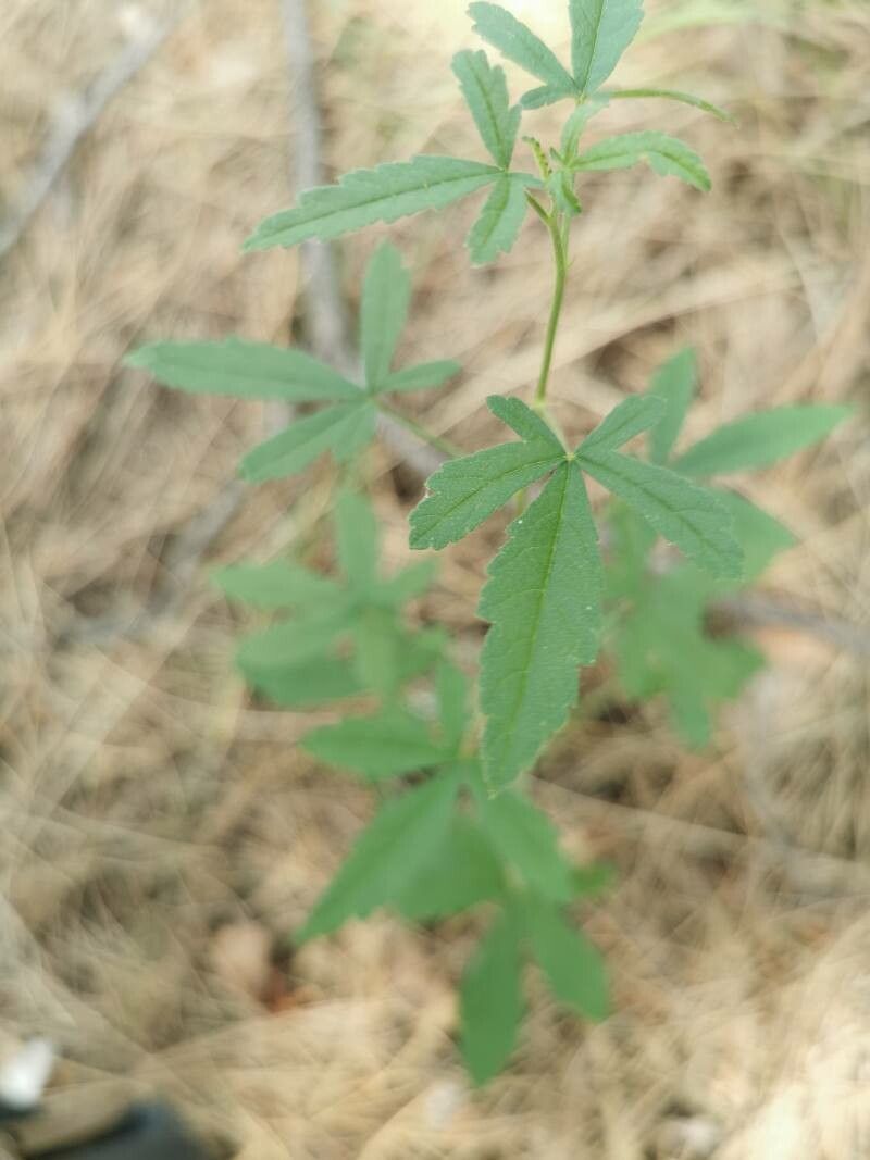 Merremia quinquefolia leaf