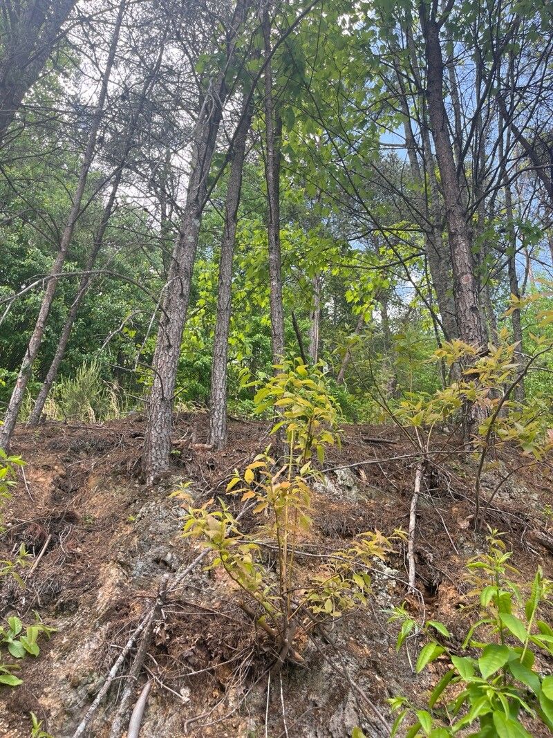 Buckleya distichophylla — search result for 'Deciduous flowering shrub'