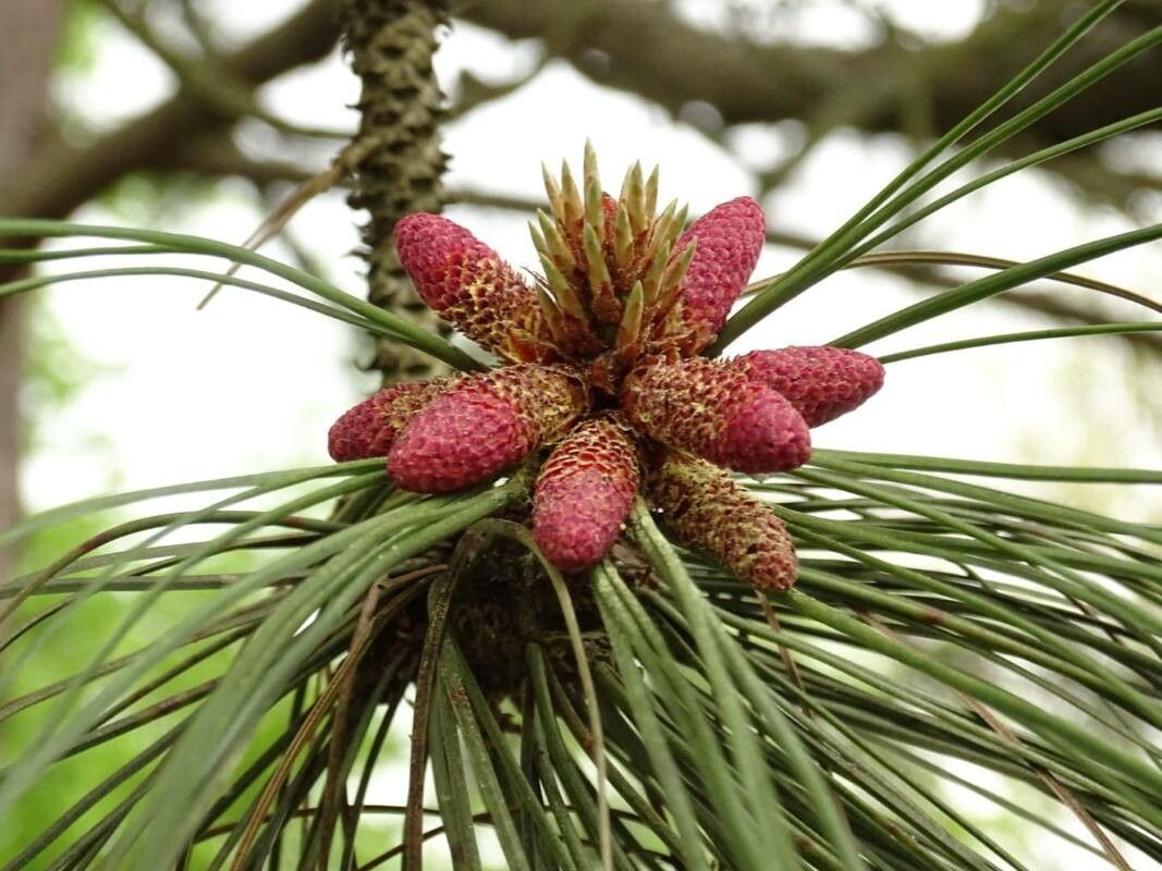 Pinus resinosa flower