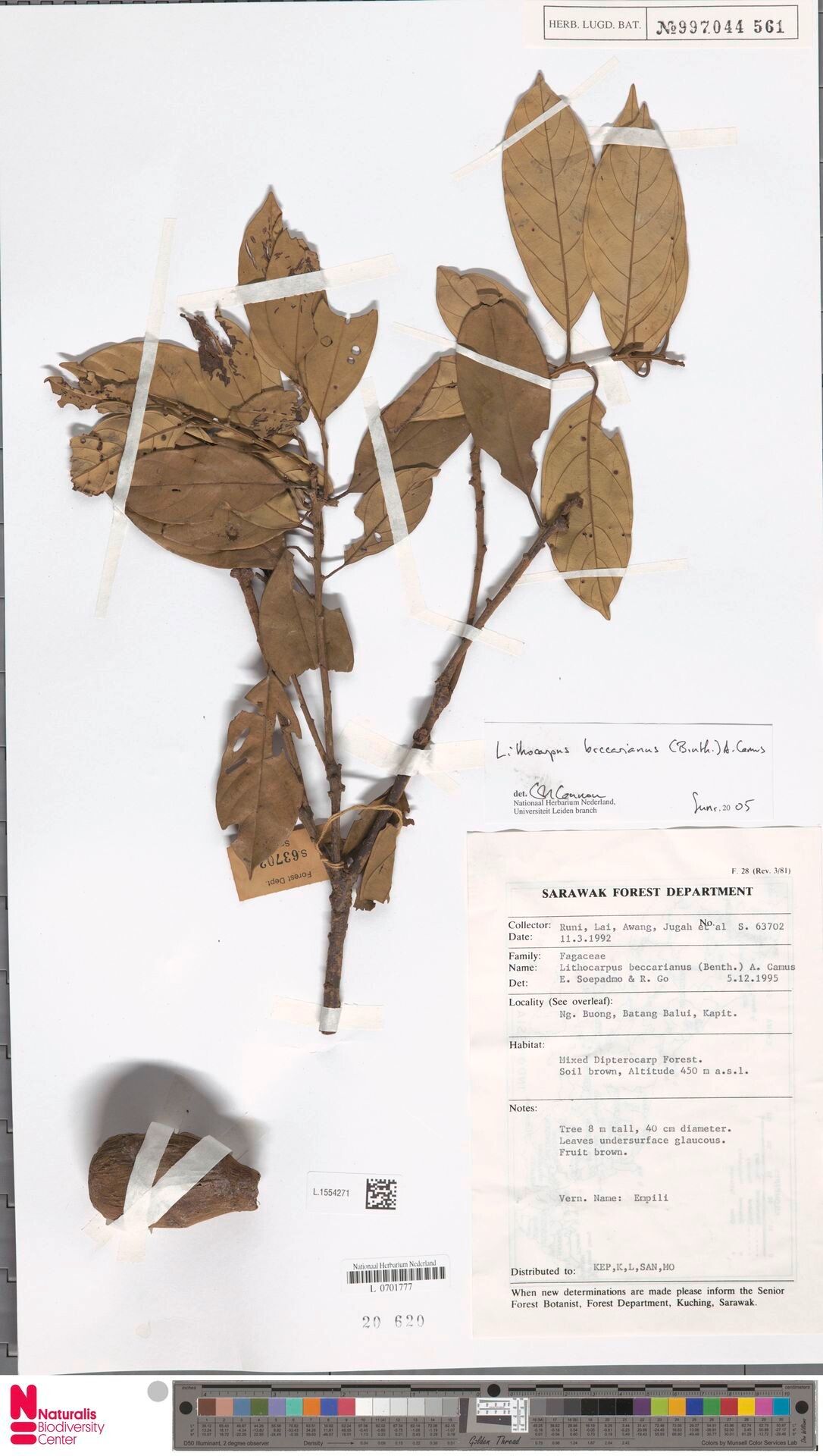 Lithocarpus beccarianus — search result for 'Lithocarpus'