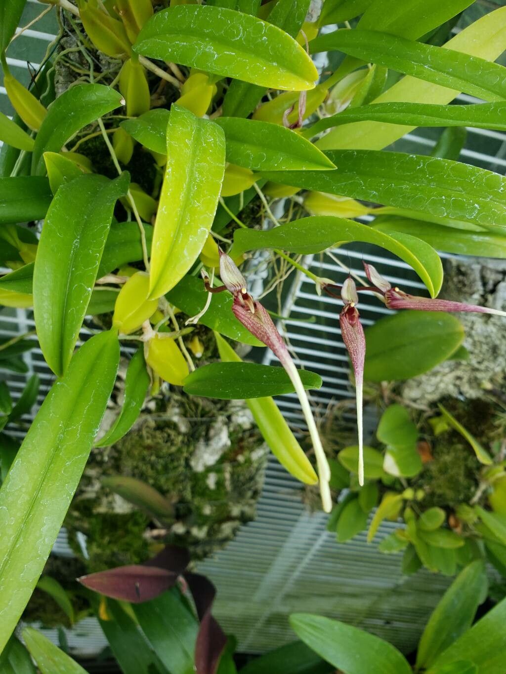 Bulbophyllum biflorum flower