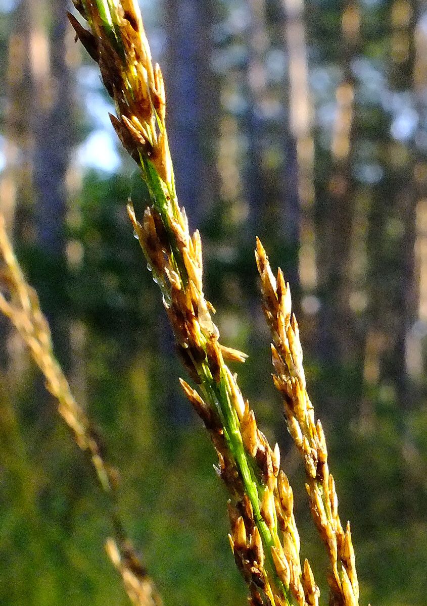 Molinia caerulea fruit