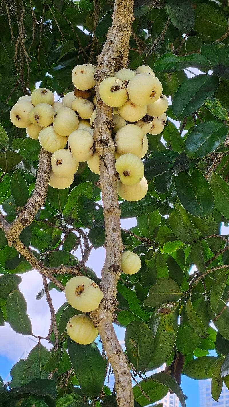 Syzygium moorei — houseplant care guide