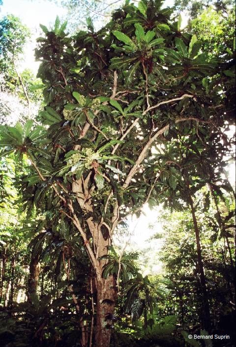 Pisonia gigantocarpa habit