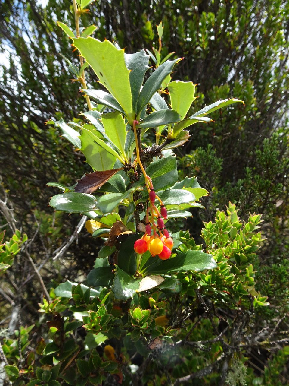 Berberis goudotii — search result for 'Berberis'
