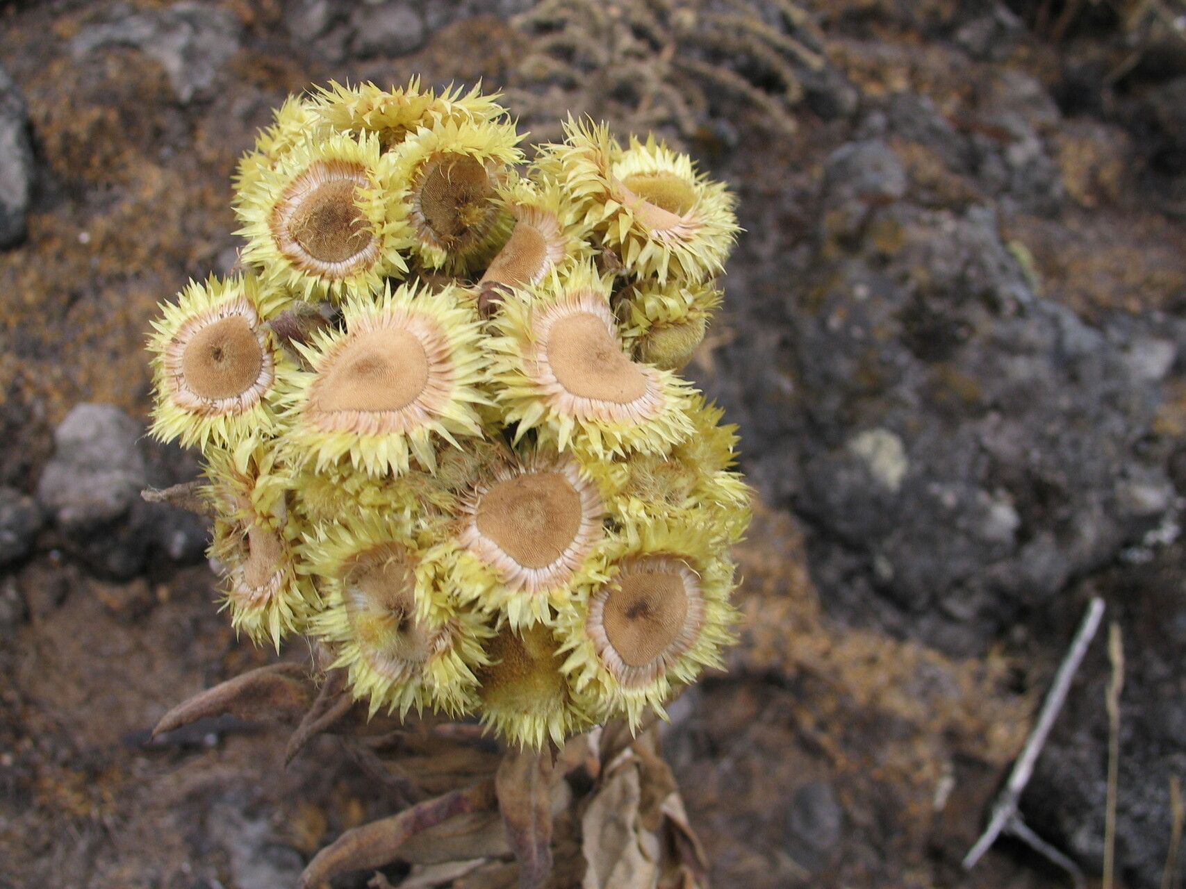 Helichrysum cameroonense — search result for 'Helichrysum'
