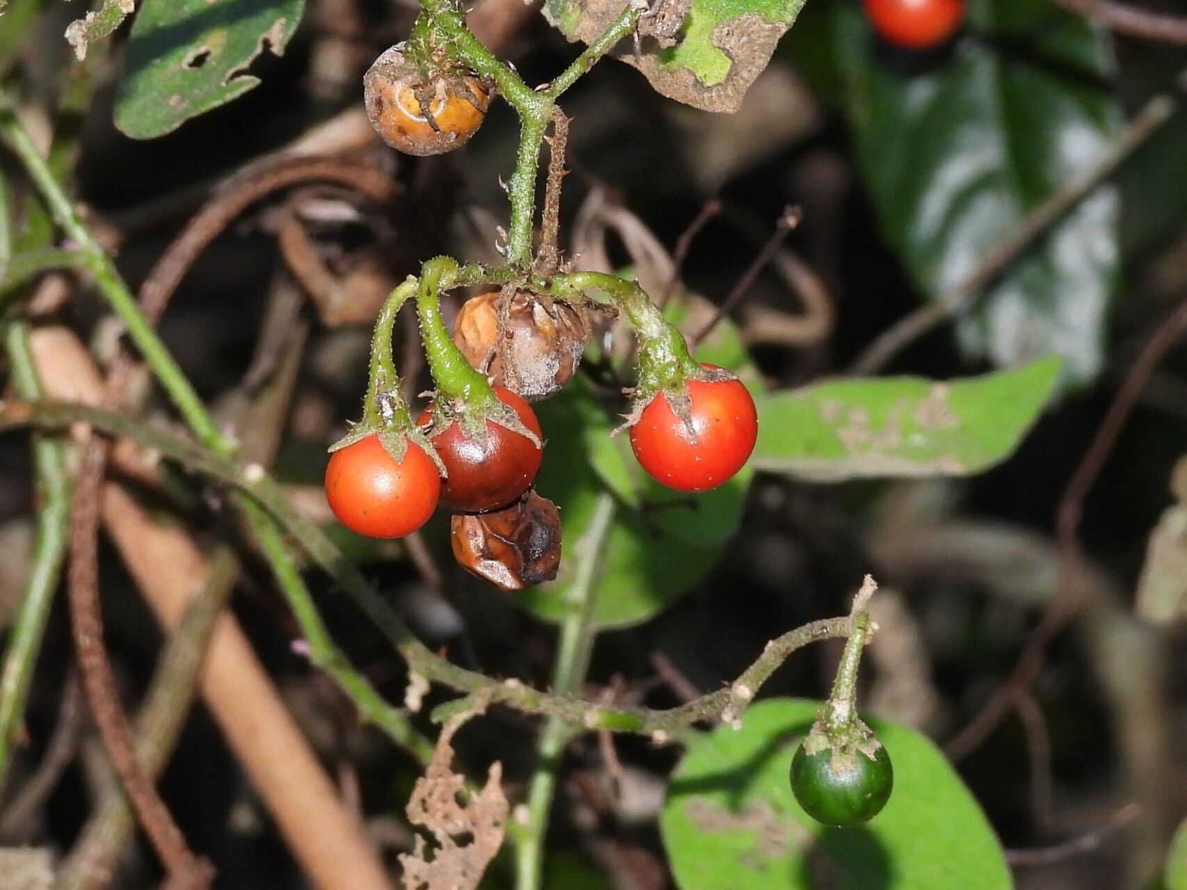 Solanum litoraneum fruit