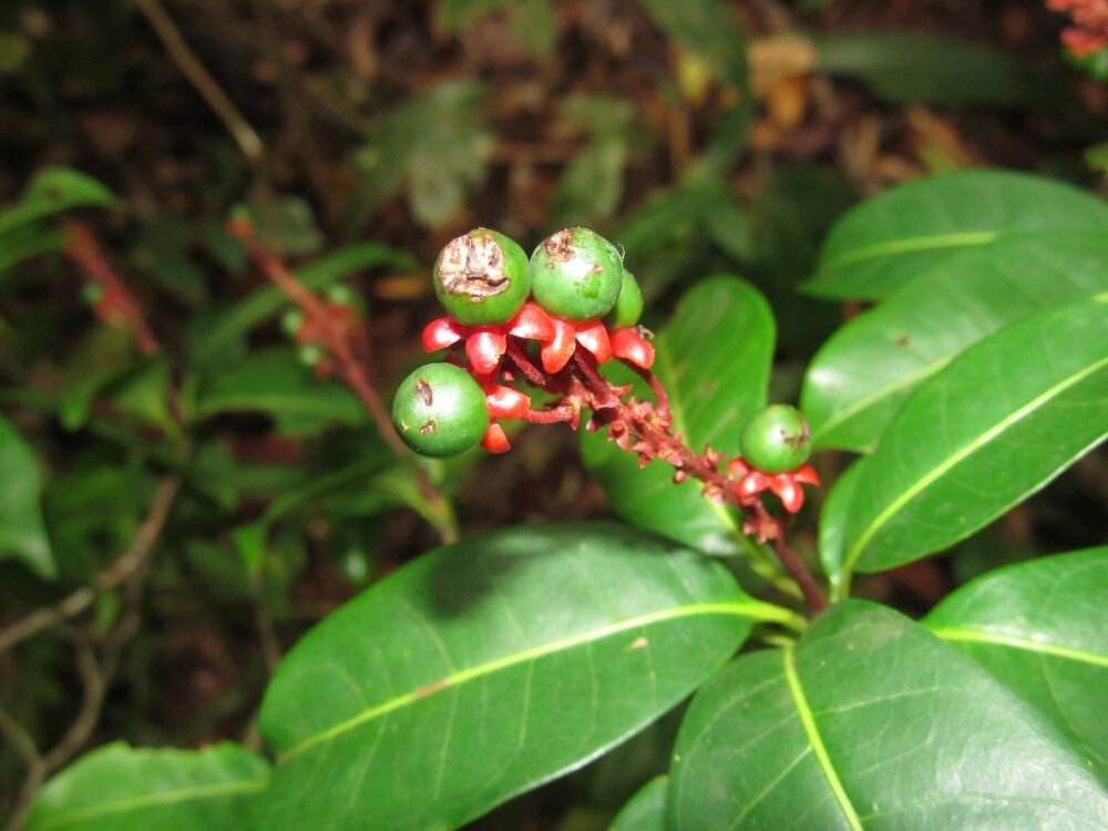 Byrsonima garcibarrigae — houseplant care guide