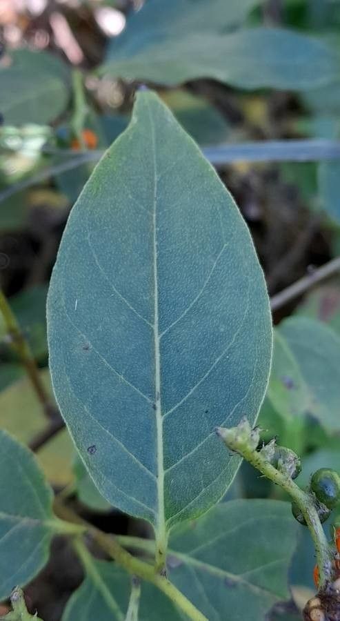 Tournefortia rubicunda leaf
