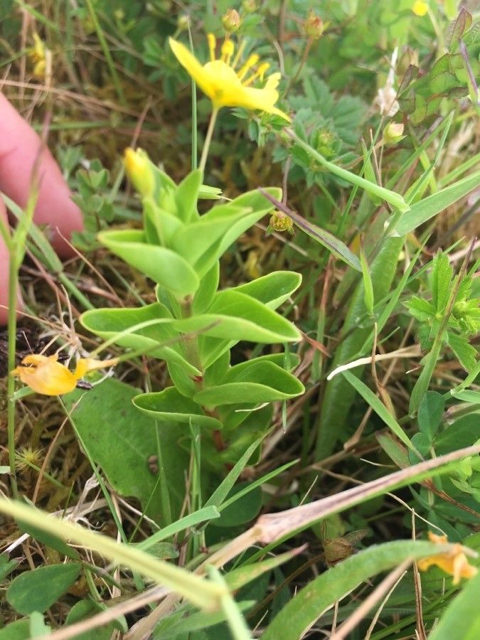 Lysimachia azorica leaf