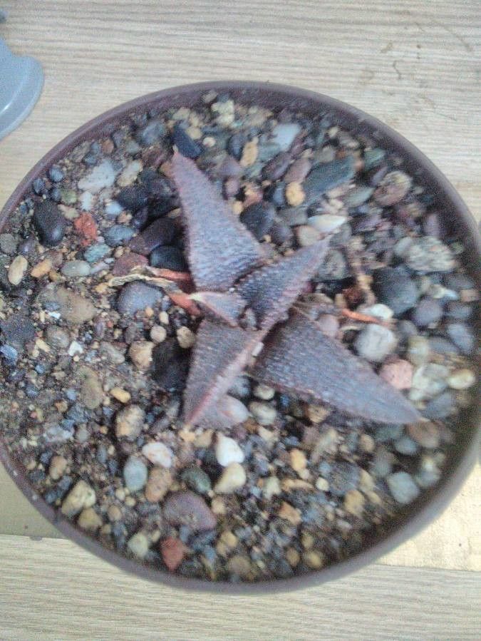 Haworthia koelmaniorum leaf