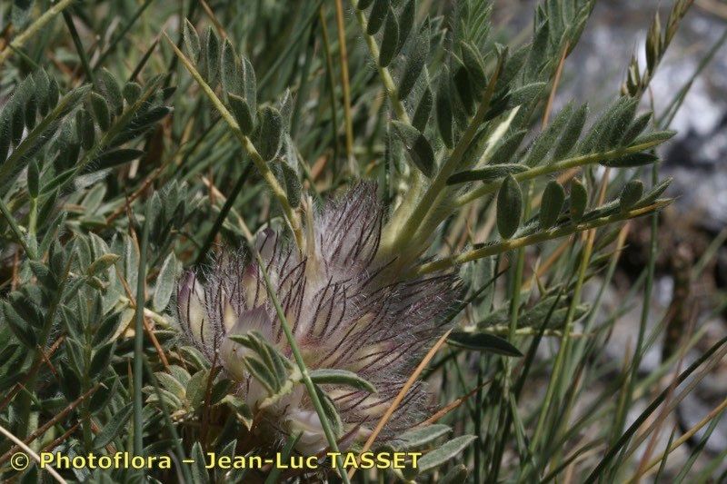 Astragalus nevadensis other