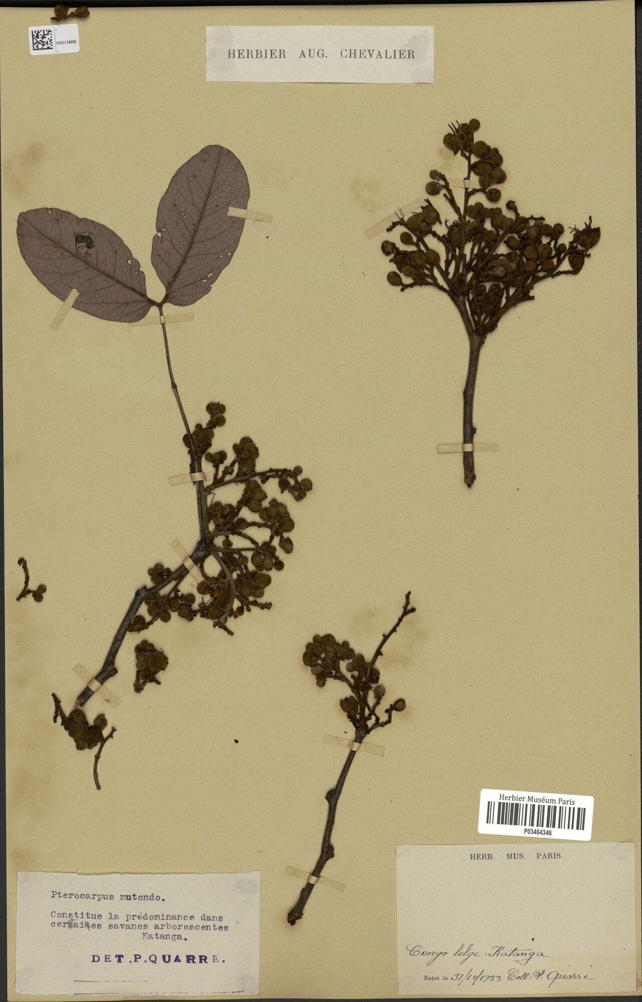 Pterocarpus mutondo — search result for 'Pterocarpus'