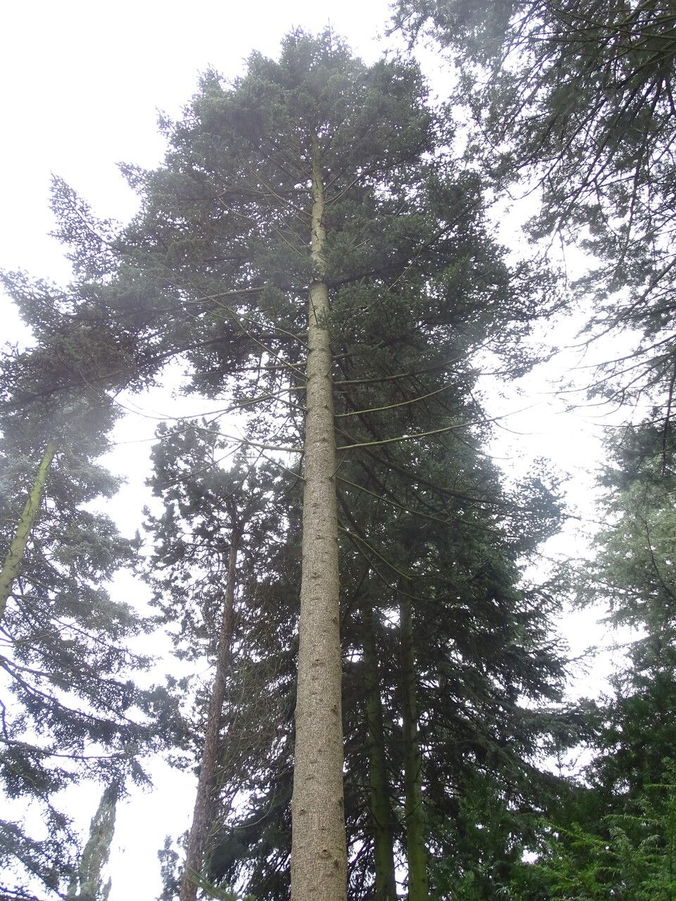 Abies homolepis habit