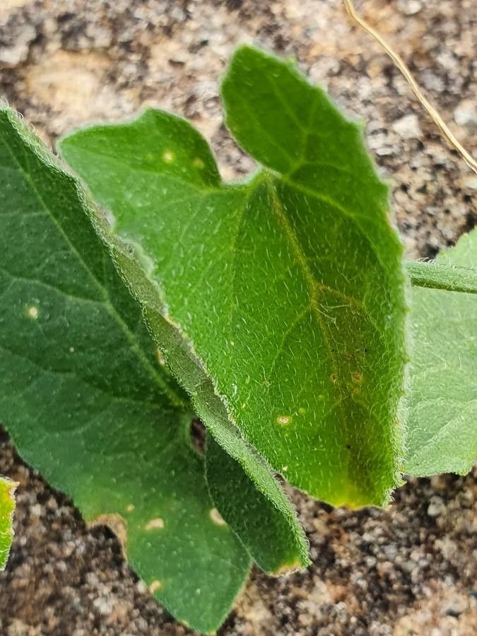 Kedrostis foetidissima — search result for 'Kedrostis'